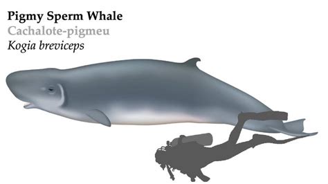 pygmy blue whale facts